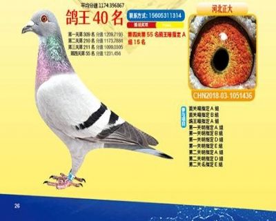 王中王四馬一肖，探尋背后的故事與奧秘，王中王四馬一肖，背后的故事與奧秘探尋