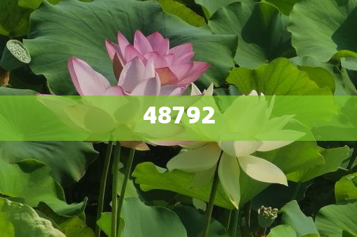 新奧彩免費提供，探索最佳彩票體驗之路，新奧彩免費體驗，探索最佳彩票之旅